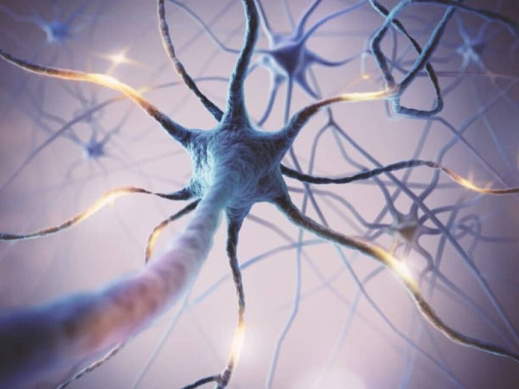 Neurones survivantes. L'importance de la neuroréhabilitation précoce en cas d'accident vasculaire cérébral.