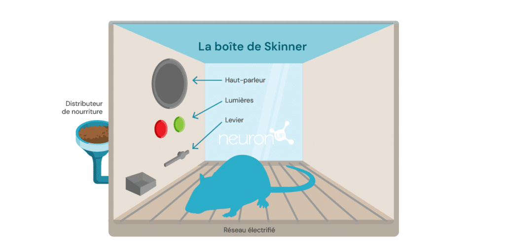 neuronup-labs-La boîte de Skinner