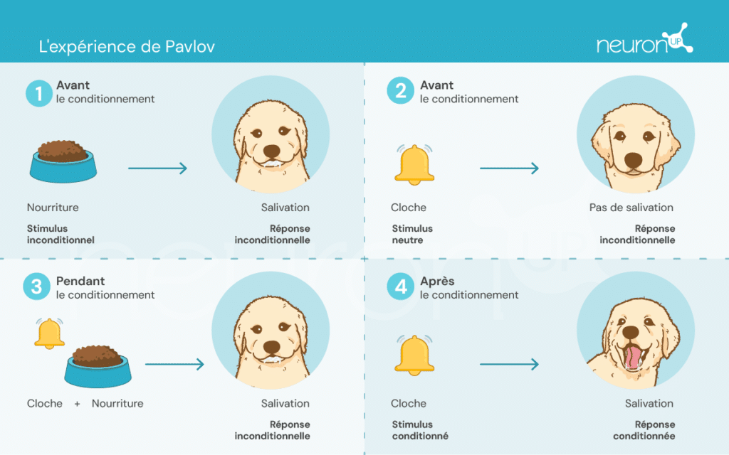 neuronup-labs-L'expérience de Pavlov