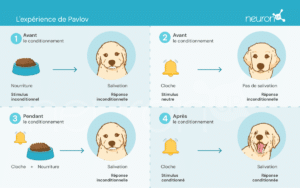 neuronup-labs-L'expérience de Pavlov