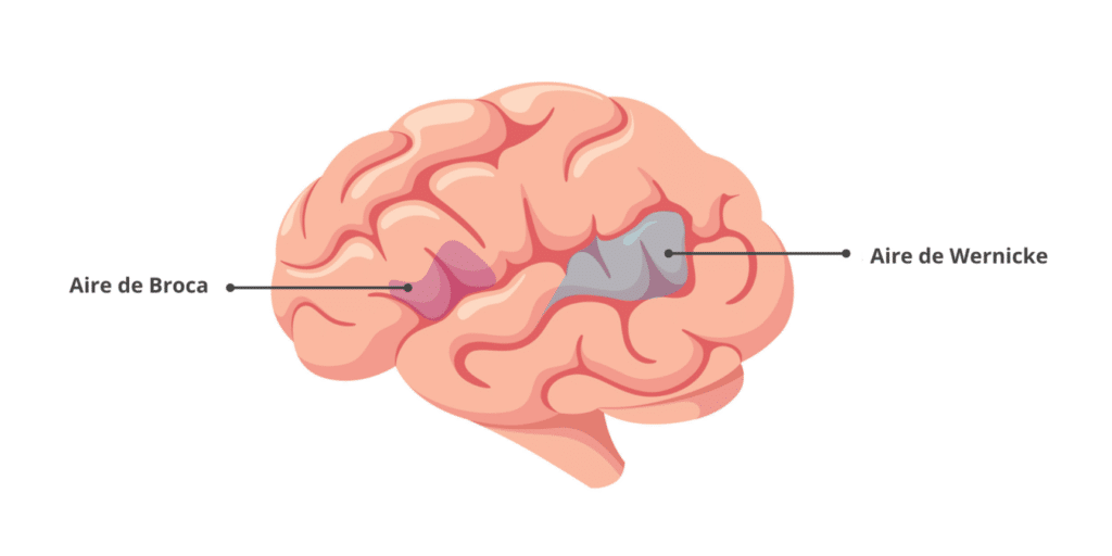 Aires de Broca et Wernicke